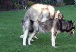 动物配种视频,自然繁衍的精彩瞬间揭秘